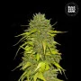 Семена конопли AK от Bulk Seed Bank в Smartshop-smartshop.ua®